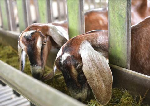 Expoagro deve movimentar mais de R$ 30 milhões e atrair 350 mil pessoas em Manaus