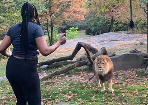 Vídeo: Mulher invade área restrita em zoológico e provoca leão com dança 