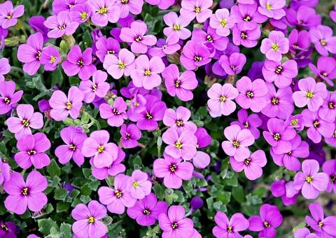 Feira de Flores de Holambra em Manaus encerra domingo; veja programação