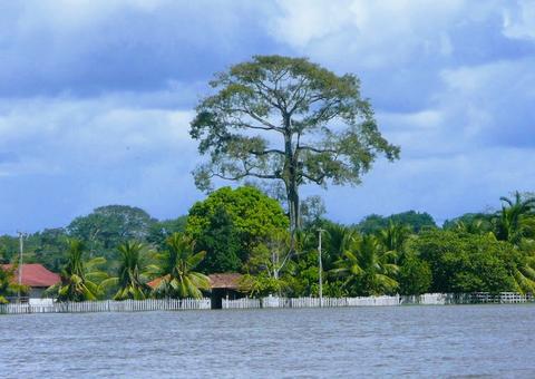Senador repercute artigo de professor da Ufam e pergunta quem paga pelo clima