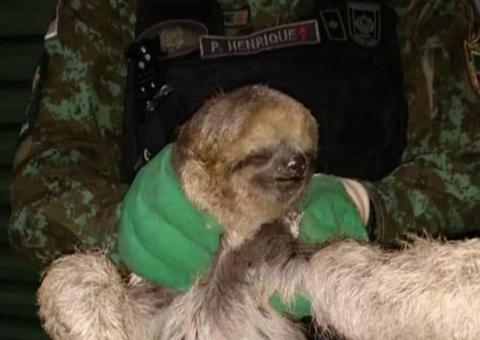 Em menos de 1h, duas preguiças são encontradas em hospital e quarto de casa em Manaus