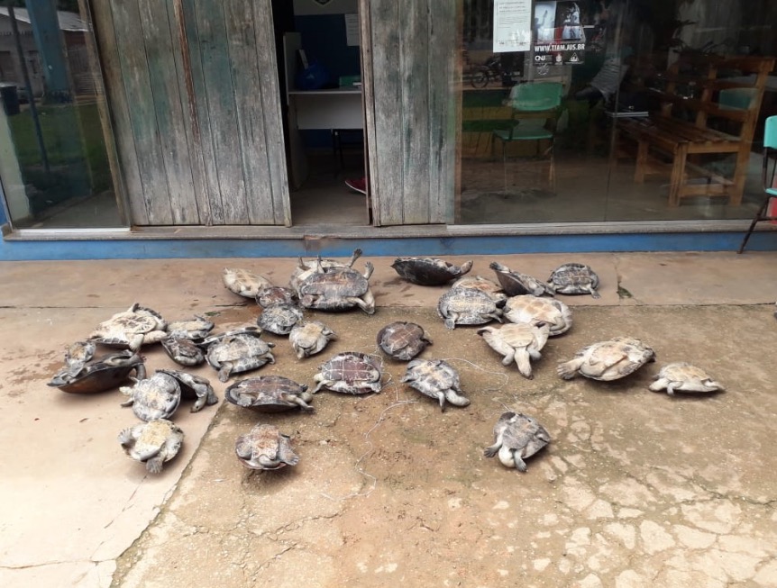Homem é preso com 30 quelônios que seriam comercializados no Amazonas
