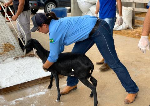 Controle e fiscalização de animais na Expoagro dá segurança ao evento