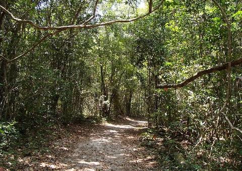 Homem é preso suspeito de estuprar a própria irmã em trilha de Manaus