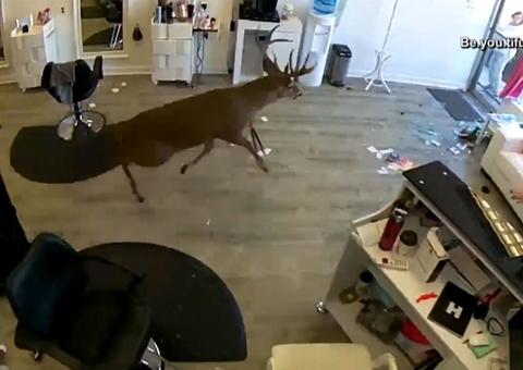 Vídeo mostra veado quebrando janela e invadindo salão de beleza