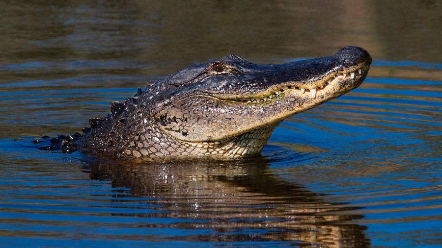 Homens são detidos após tentarem embebedar jacaré nos EUA