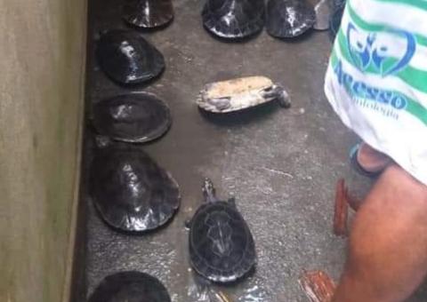 Polícia localiza criadouro clandestino de quelônios em Manaus