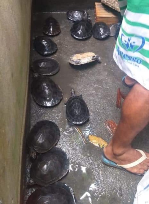 Polícia localiza criadouro clandestino de quelônios em Manaus