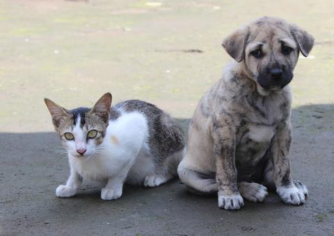 Marcha dos Pet`s: Ong realiza evento para pedir à autoridades políticas de proteção a animais