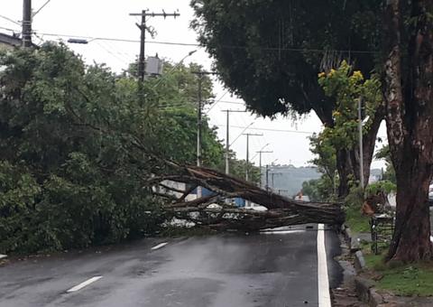 Em Manaus, árvore é arrancada por forte chuva e lançada no meio da rua