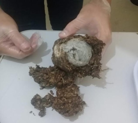 Mulher é flagrada ao tentar em presídio com drogas escondidas nas partes íntimas