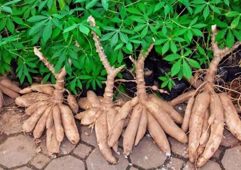 No Amazonas, cultivo de mandioca tem curso via internet nesta quarta-feira