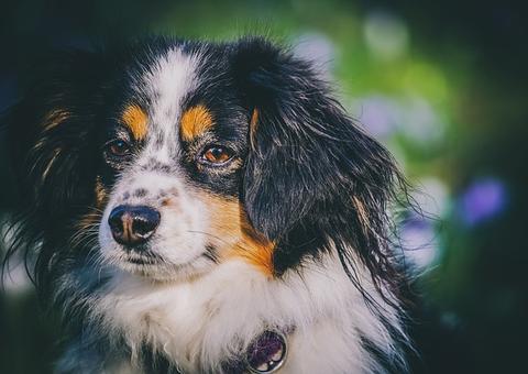 Donos devem ficar atentos a tumores nas mamas das cadelas