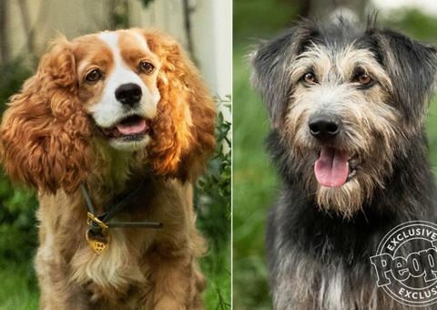 Live-action de A Dama e o Vagabundo ganha trailer super fofo; Assista