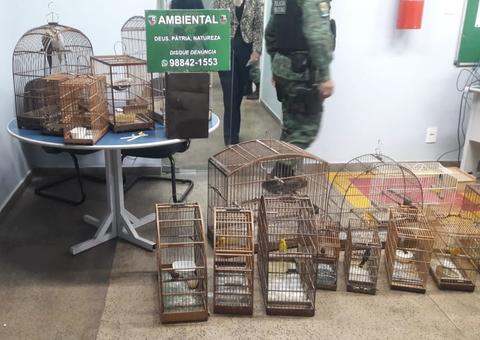 Homem é detido com mais de 20 pássaros silvestres em cativeiro em Manaus