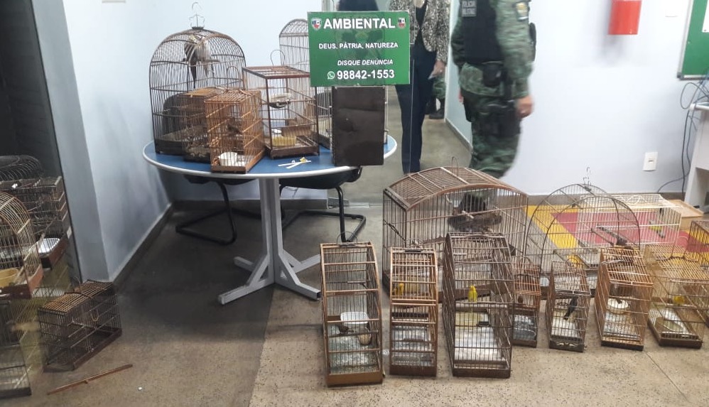 Homem é detido com mais de 20 pássaros silvestres em cativeiro em Manaus
