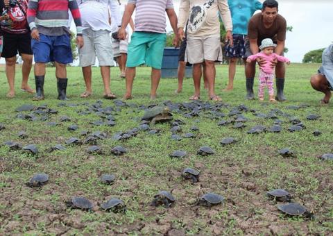 No Amazonas, mais de mil filhotes de quelônios são liberados na natureza