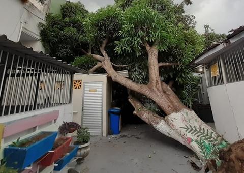Árvore desaba sobre Lar Batista Janell Doyle durante forte temporal em Manaus