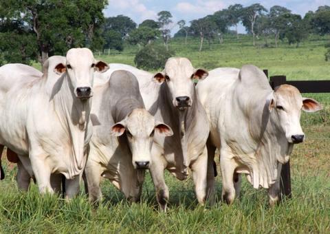 Frigorífico não cumpre acordo e MPF Amazonas pede multa de R$ 3,88 milhões