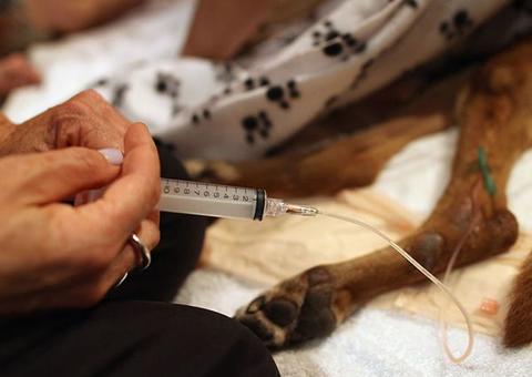 Projeto determina que cães, gatos e aves não sejam abatidos pelo poder público