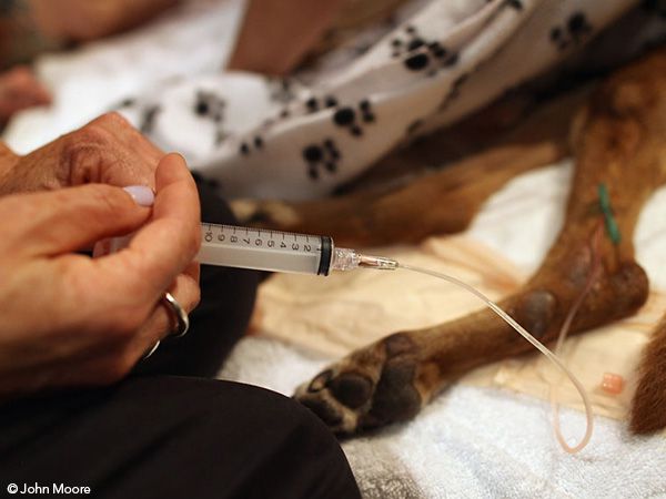 Projeto determina que cães, gatos e aves não sejam abatidos pelo poder público