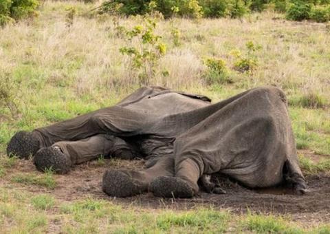 Sem comida e água, elefantes definham até a morte dentro de parques na África