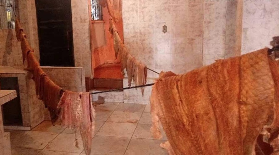 Mais de meia tonelada de pescado ilegal é apreendida em casa de Manaus