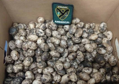 Caixa com 255 ovos de quelônios é apreendida em barco no Amazonas