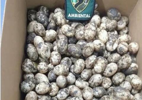 No Amazonas, mais de 250 ovos de quelônios são encontrados em barco