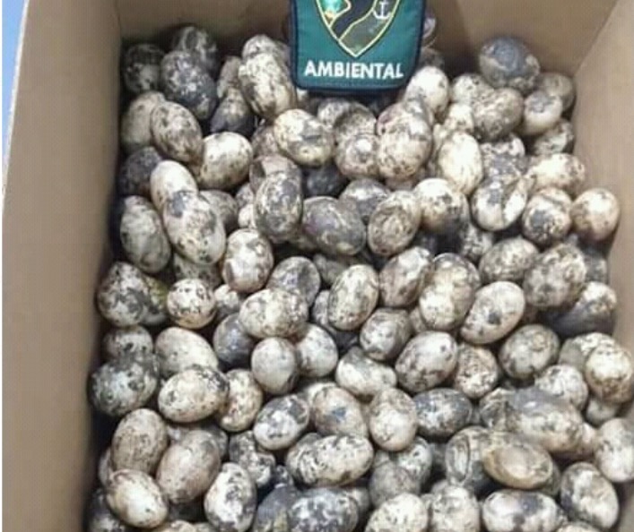 No Amazonas, mais de 250 ovos de quelônios são encontrados em barco