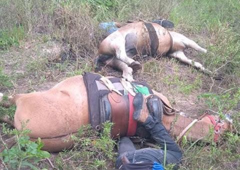 Funcionários de fazenda e cavalos morrem eletrocutados ao tocarem em fio de alta tensão