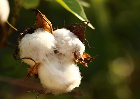 Óleo de semente de algodão pode ajudar a diminuir o colesterol 