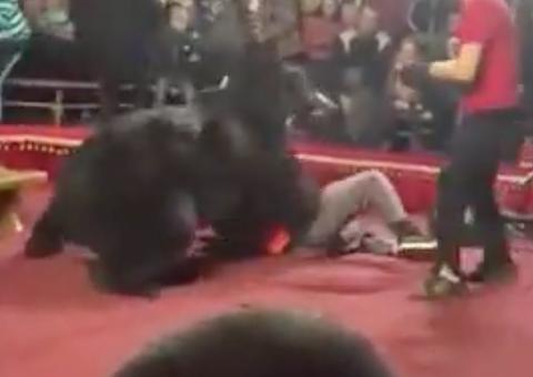 Vídeo: urso fere treinador durante espetáculo na Rússia