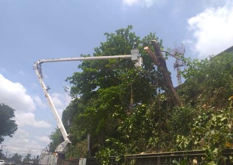 Manejo de arborização retira risco de acidentes em avenida de Manaus