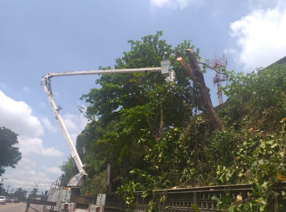 Manejo de arborização retira risco de acidentes em avenida de Manaus