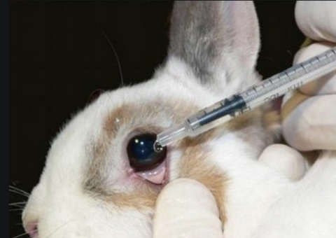 Indústria terá que informar no rótulo sobre testes com animais vivos