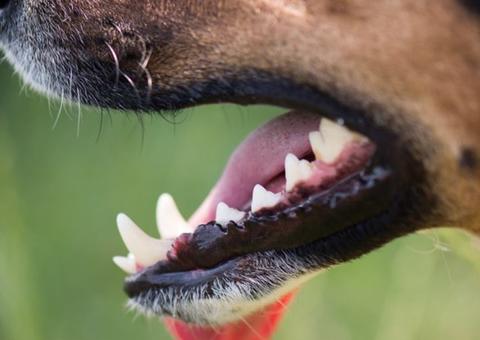 Menina morre após ser mordida no pescoço por cachorro em São Bernardo do Campo