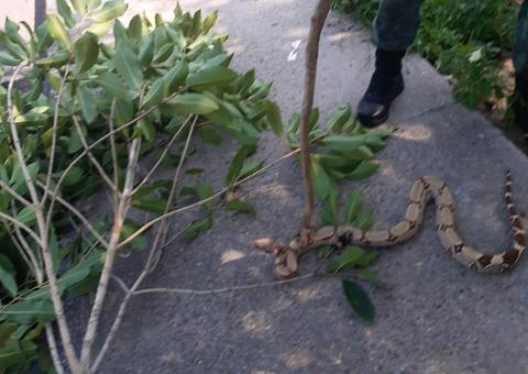 Susto: Jibóia que estava em avenida de Manaus é resgatada e devolvida à natureza