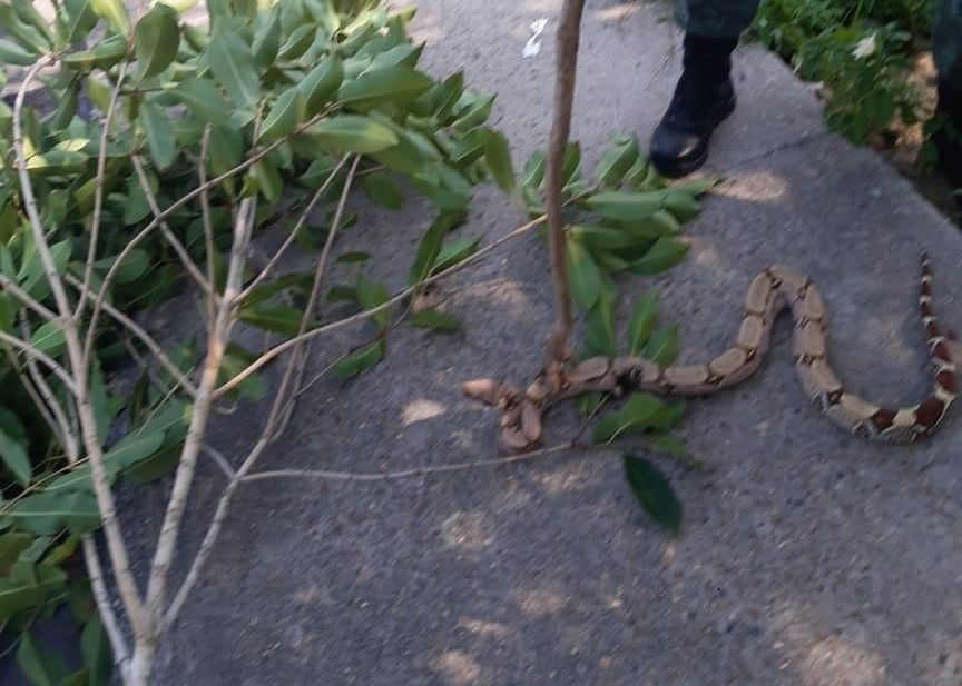 Susto: Jibóia que estava em avenida de Manaus é resgatada e devolvida à natureza