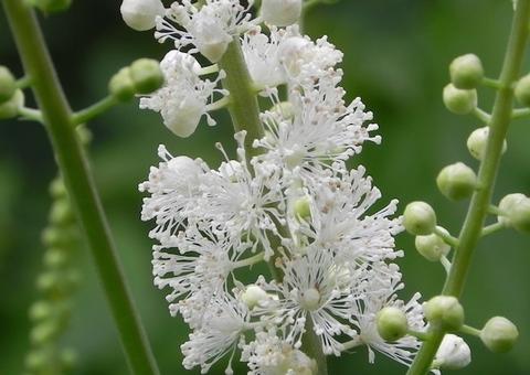 Erva-de-São-Cristóvão combate os sintomas da menopausa; saiba mais