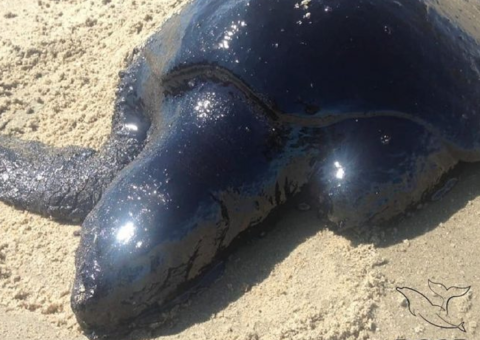 Vazamento de óleo já afetou mais de 100 animais no nordeste