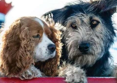 Live-action de A Dama e o Vagabundo ganha teaser super fofo; vem ver 