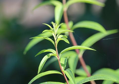 Chá de cidreira combate cólicas menstruais e dores de cabeça; saiba mais