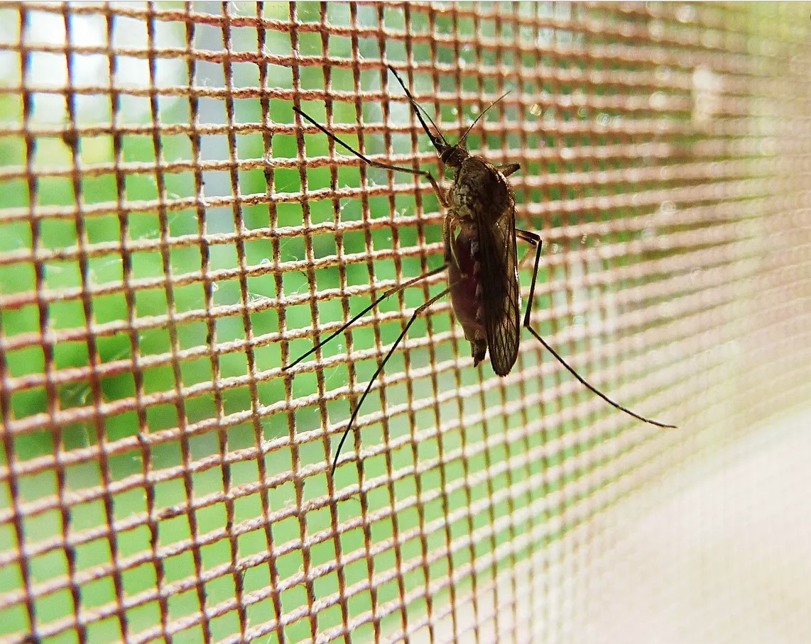 Casos de malária no Amazonas têm redução de 18% 