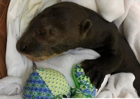 Filhote de ariranha morre no Amazonas e pesquisador alerta sobre ameaças à espécie