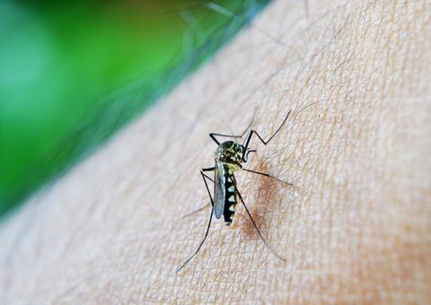 Europa registra primeiro caso de dengue transmitida por relação sexual