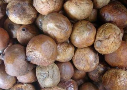 Jenipapo é aliado contra anemia e elefantíase; saiba mais 