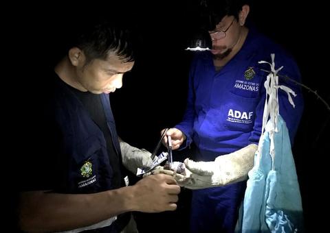 Agência intensifica controle de raiva em bovino após caso confirmado no Amazonas