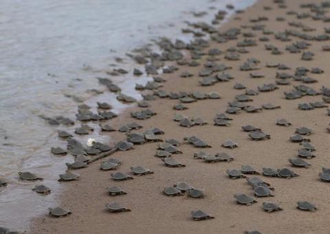 Mais de 51 mil filhotes de quelônios são devolvidos à natureza no Amazonas