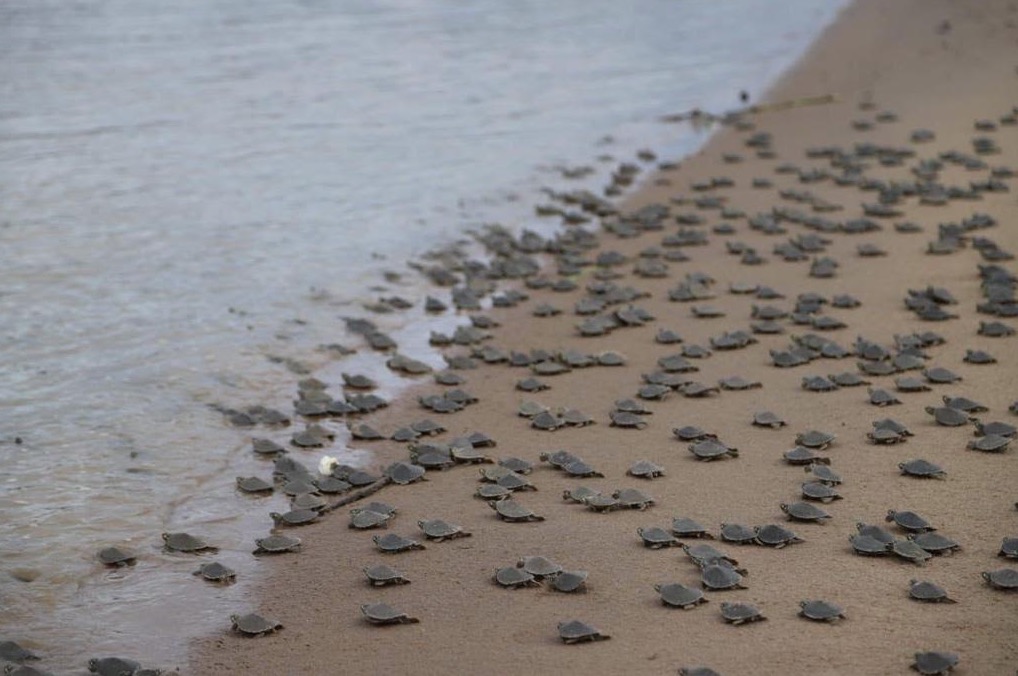 Mais de 51 mil filhotes de quelônios são devolvidos à natureza no Amazonas